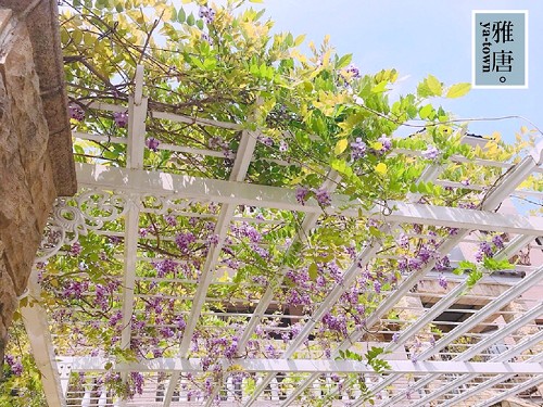 紫藤花棚架