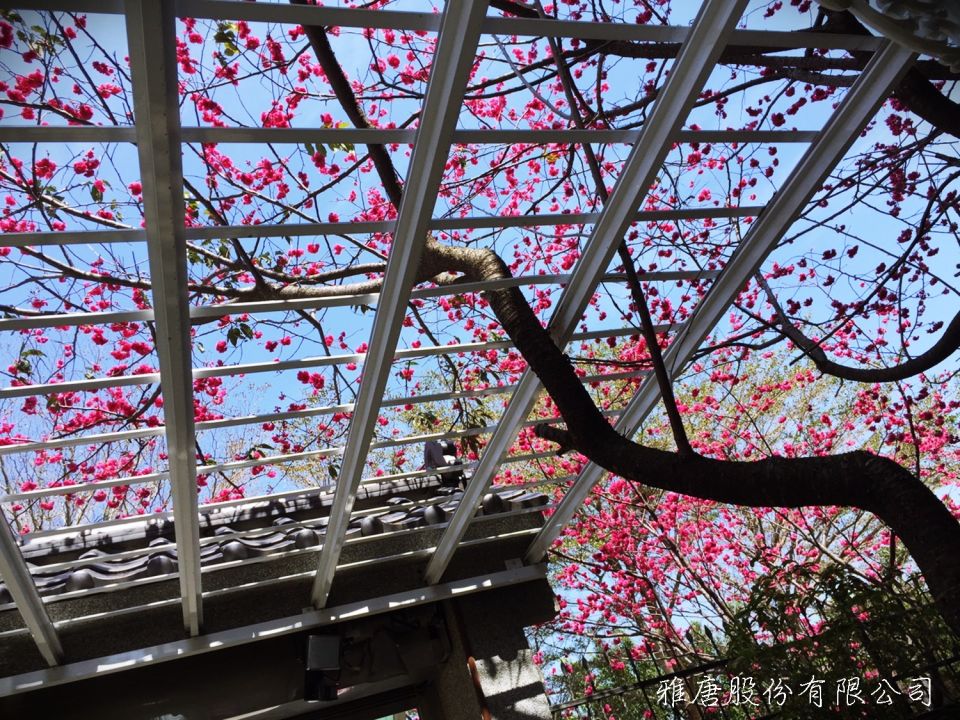 台中櫻花花棚架｜盛開的櫻花