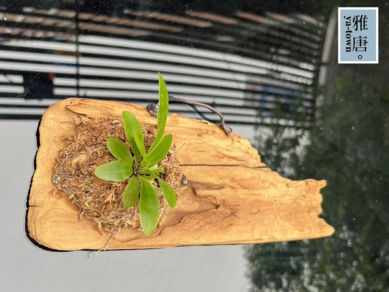 上板植物推薦照顧山蘇